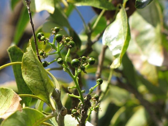 Sapote blanche