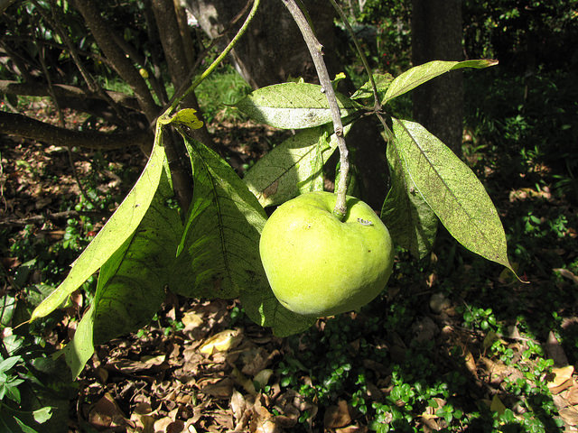 Sapote blanche (Casimiroa edulis)