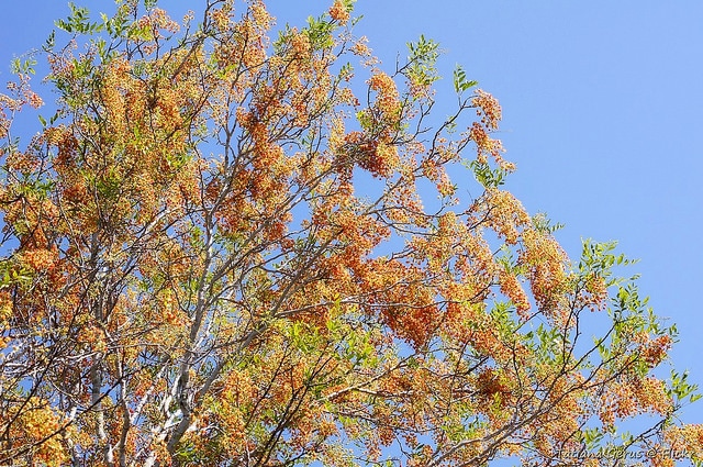 Cassia brewsteri (Cassia brewsteri)