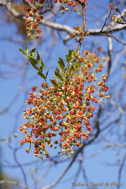 Cassia brewsteri