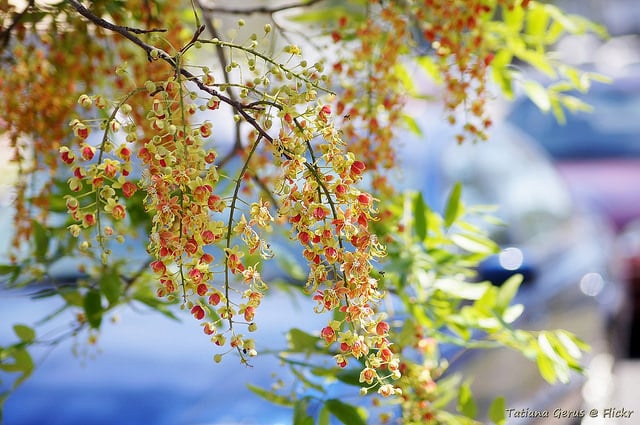 Cassia brewsteri