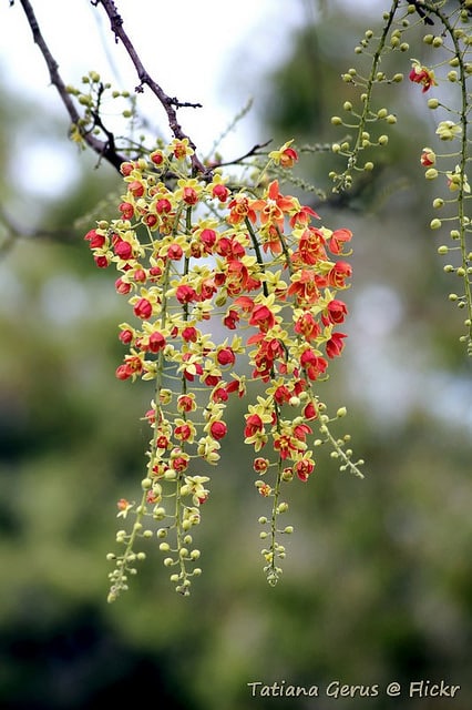 Cassia brewsteri