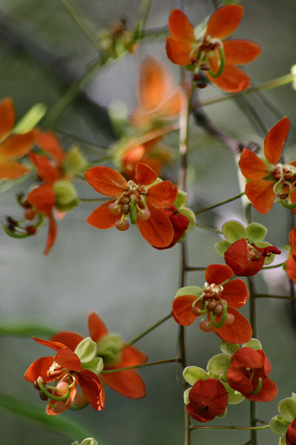 Cassia brewsteri