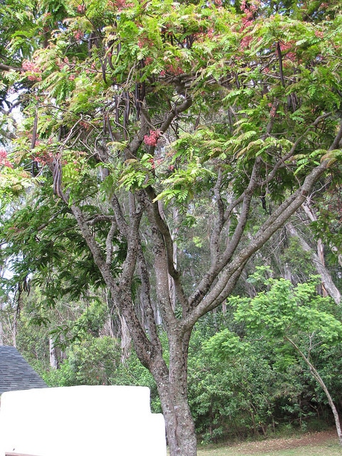 Cassia grandis (Cassia grandis)