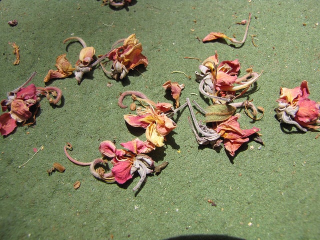 Cassia grandis