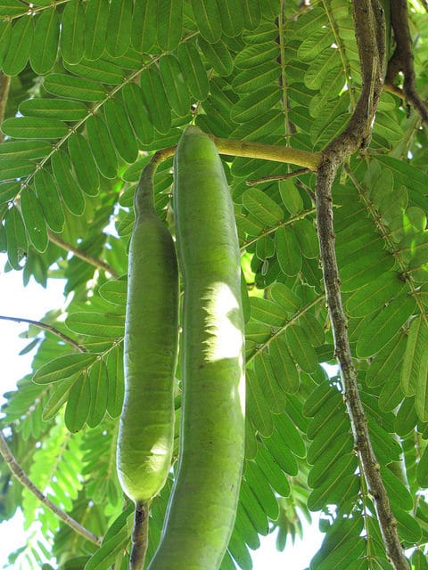 Cassia grandis