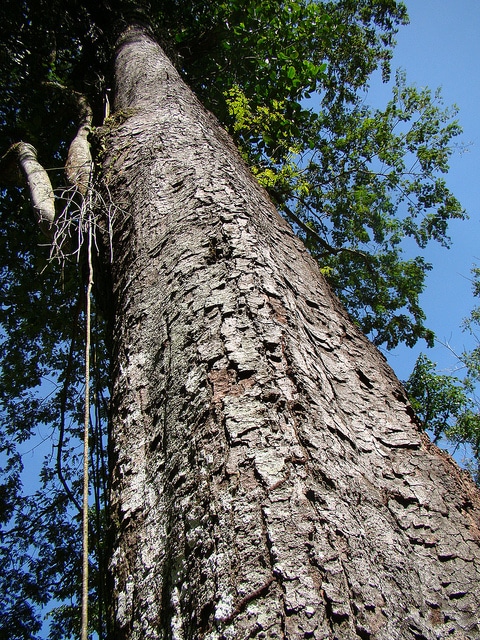 Cassia grandis