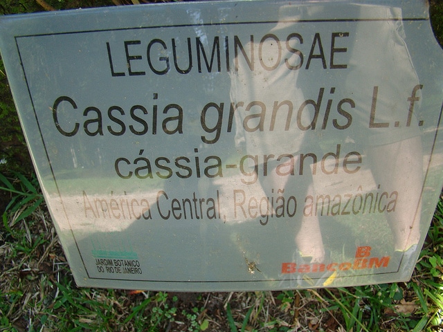 Cassia grandis