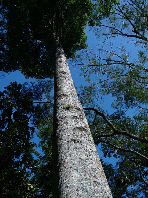 Cassia grandis
