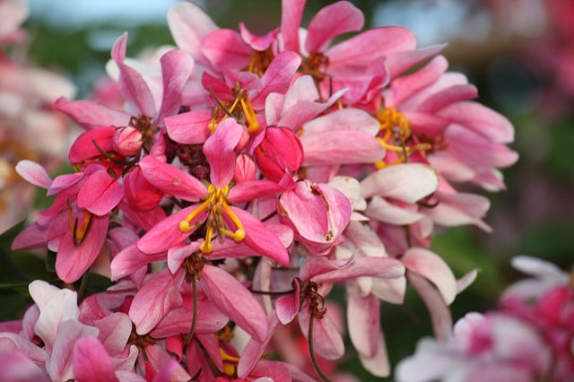 Casse de java (Cassia javanica)