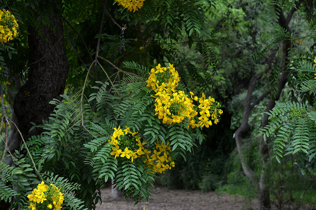 Cassia leptophylla (Cassia leptophylla)
