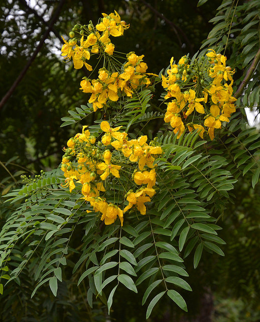 Cassia leptophylla