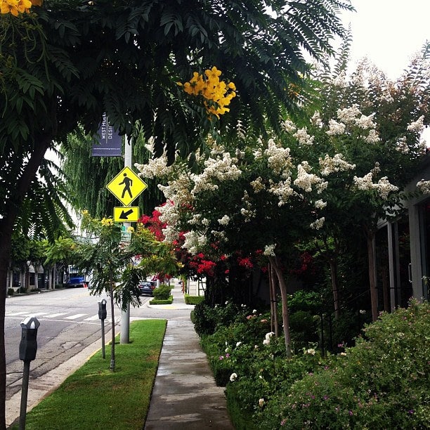 Cassia leptophylla