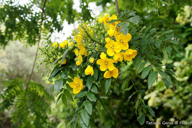Cassia leptophylla