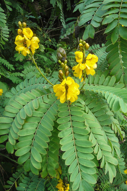 Cassia leptophylla