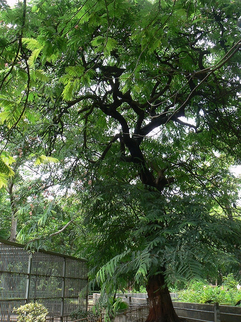 Cassia roxburghii