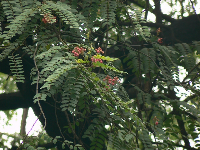 Cassia roxburghii