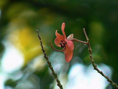 Cassia roxburghii