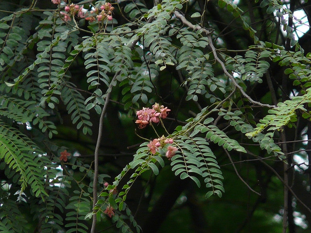 Cassia roxburghii