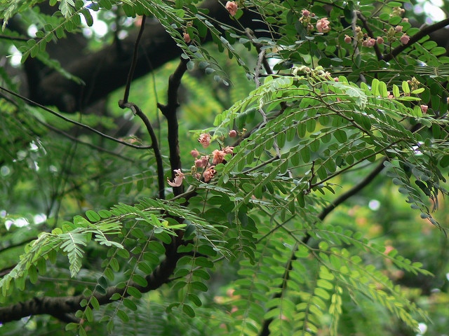 Cassia roxburghii