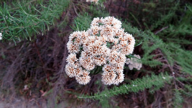 Cassinia aculeata