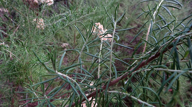 Cassinia aculeata