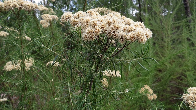 Cassinia aculeata