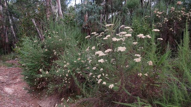 Cassinia aculeata
