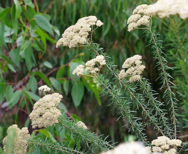 Cassinia aculeata