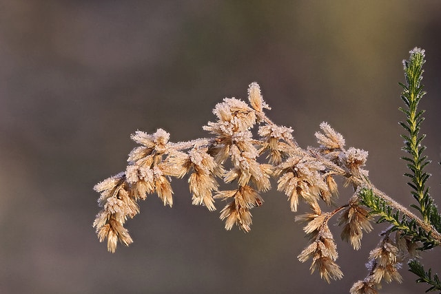 Cassinia arcuata