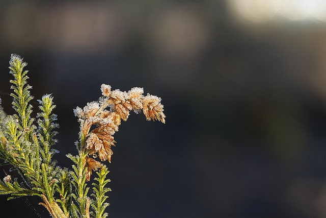 Cassinia arcuata