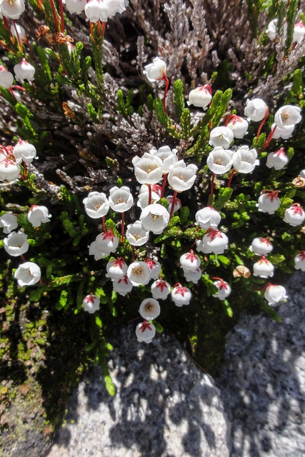 Cassiope mertensiana