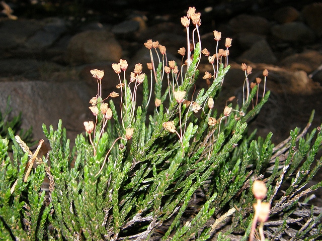 Cassiope mertensiana