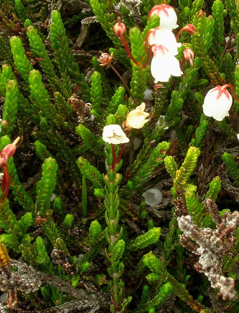Cassiope mertensiana