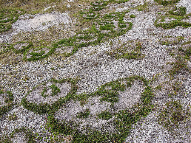 Cassiope mertensiana