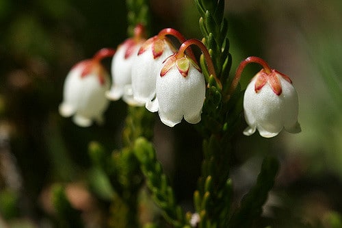 Cassiope mertensiana