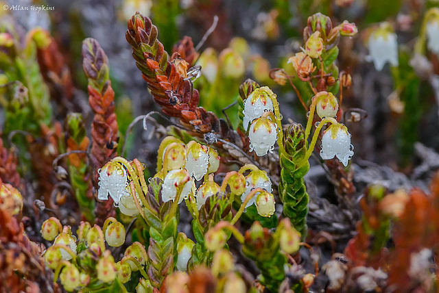 Cassiope tetragona