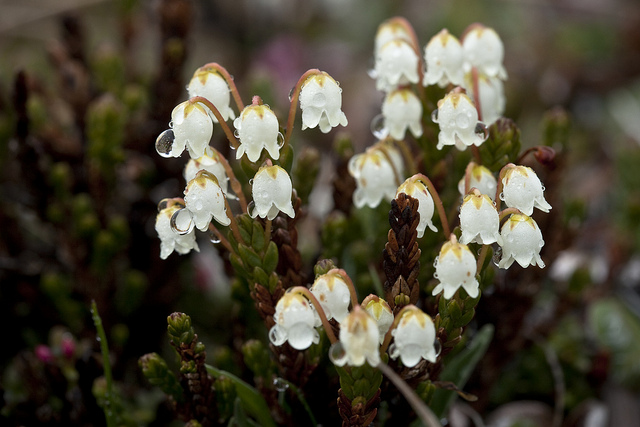Cassiope tetragona