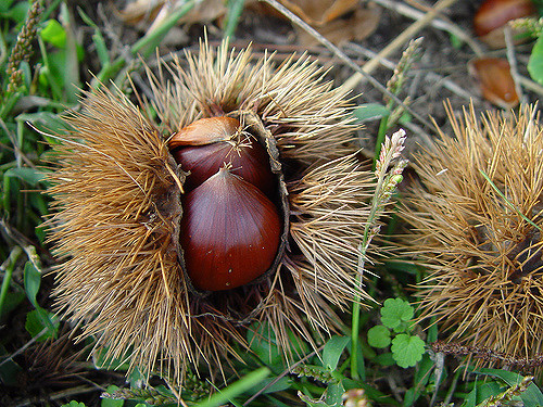 Châtaignier crénelé (Castanea crenata)