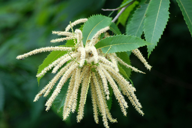 Castanea dentata