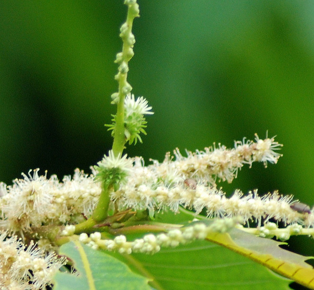 Castanea dentata
