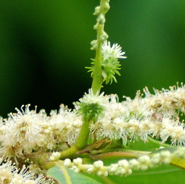Castanea dentata