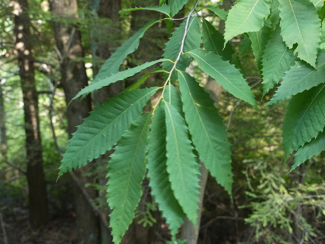 Castanea dentata