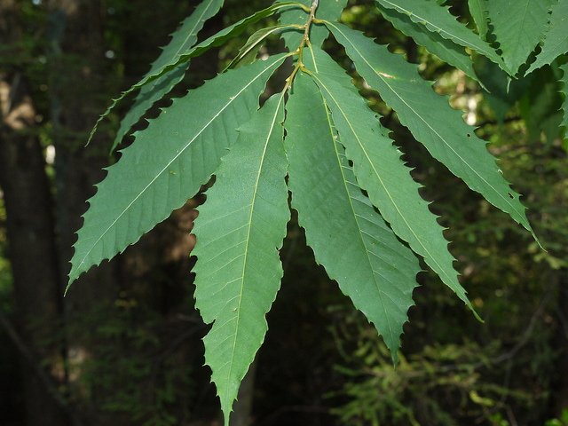 Castanea dentata (Castanea dentata)