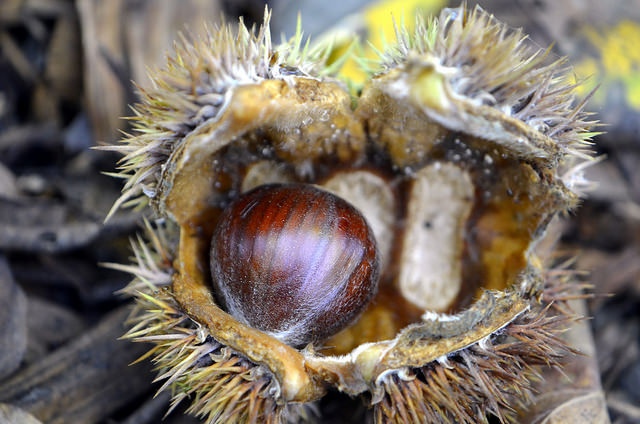 Châtaignier chinois (Castanea mollissima)