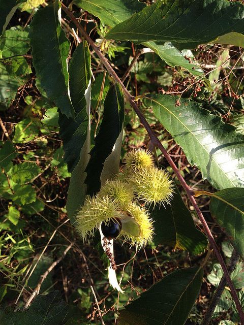 Castanea pumila