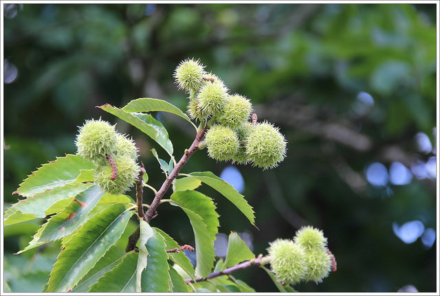 Castanea pumila