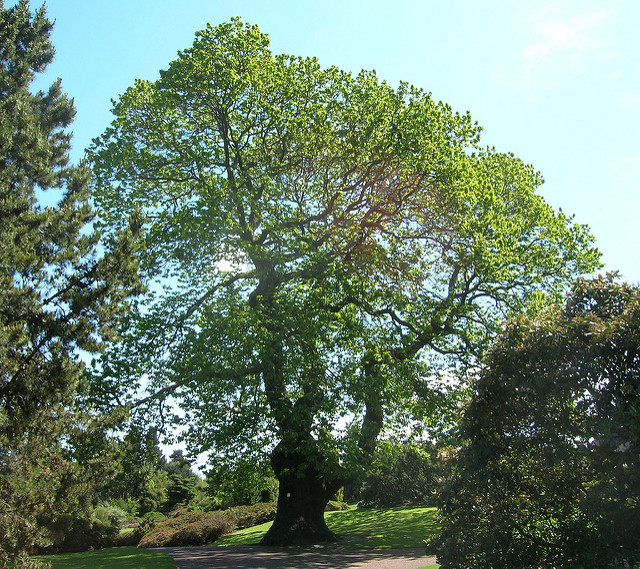 Châtaignier