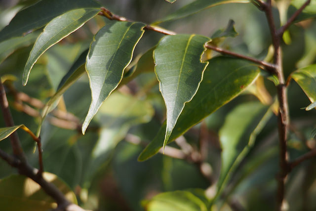 Castanopsis cuspidata