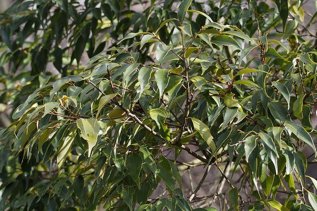 Castanopsis cuspidata